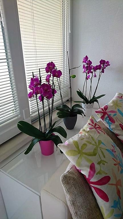 Apartment Vanja Tučepi Εξωτερικό φωτογραφία